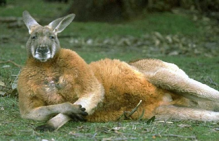 image-kangourou