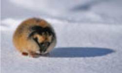 lemmings