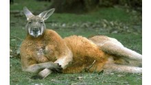 image-kangourou